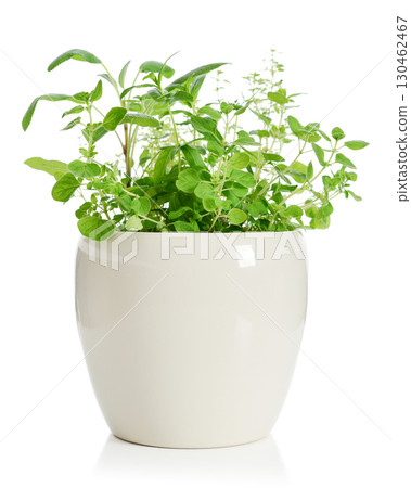 Mix of seasoning herbs in flower pot Mix of seasoning herbs in flower pot 130462467