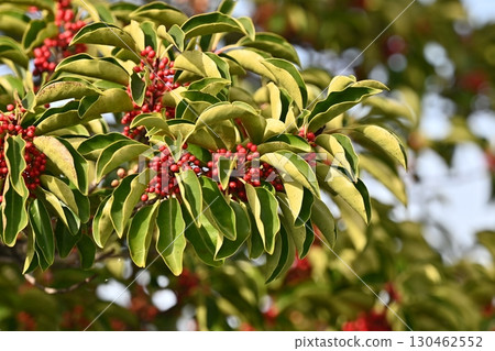 Kuroganemochi (Round Leaf Holly) Kuroganemochi (Round Leaf Holly) 130462552