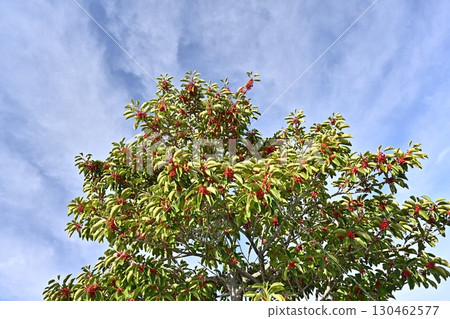 Kuroganemochi (Round Leaf Holly) 130462577