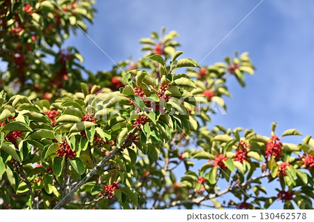 Kuroganemochi (Round Leaf Holly) 130462578