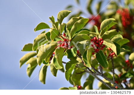 黑金餅（圓葉冬青） 130462579
