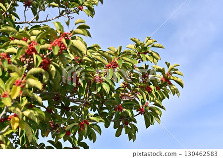Kuroganemochi (Round Leaf Holly) 130462583