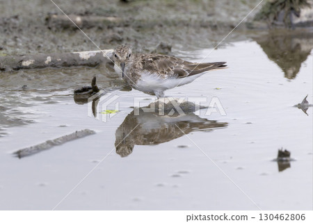 Ojirotounen 在蓮藕田裡尋找食物 Ojirotounen 在蓮藕田裡尋找食物 130462806