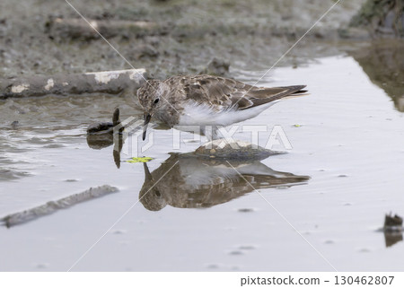 Ojirotounen looking for food in a lotus root field 130462807