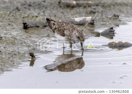 Ojirotounen 在蓮藕田裡尋找食物 130462808