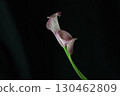 Calla lily on black background 130462809