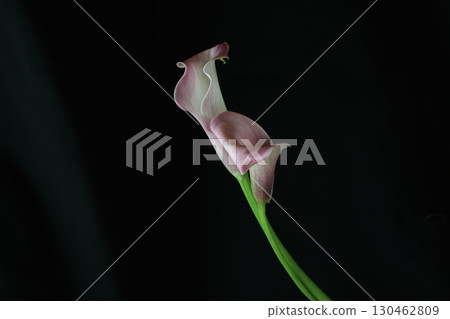 在黑色背景上的馬蹄蓮 在黑色背景上的馬蹄蓮 130462809