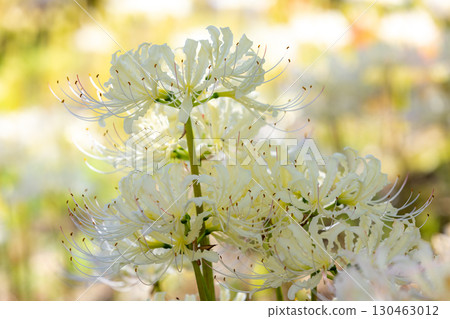 足立原故里村的白蜘蛛百合 130463012