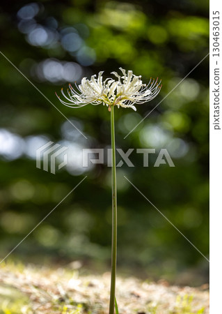 White spider lilies at Adachigahara Furusato Village 130463015