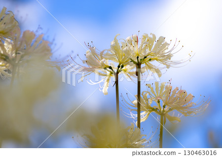 White spider lilies at Adachigahara Furusato Village 130463016