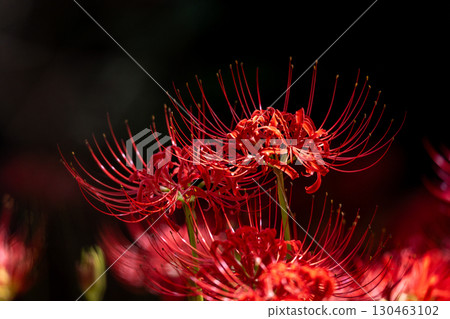 高野山的紅花 高野山的紅花 130463102