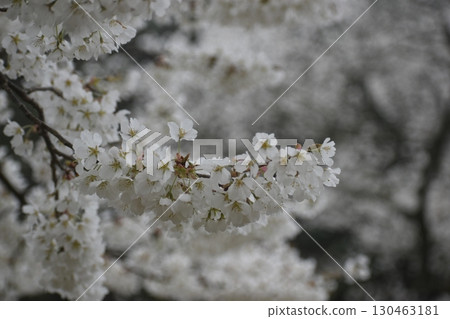 Misumi Ohira Cherry Blossoms, Shimane Misumi Ohira Cherry Blossoms, Shimane 130463181