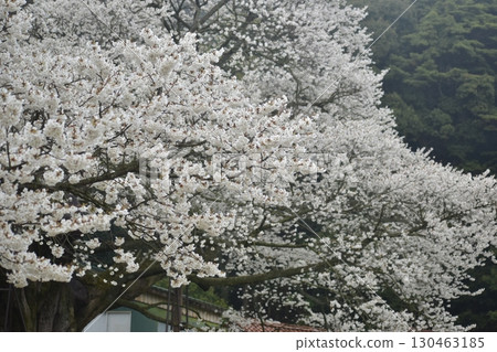 Misumi Ohira Cherry Blossoms, Shimane Misumi Ohira Cherry Blossoms, Shimane 130463185