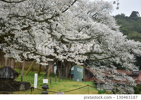 Misumi Ohira Cherry Blossoms, Shimane Misumi Ohira Cherry Blossoms, Shimane 130463187