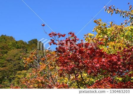 藍天與秋葉 秋天的影像 藍天與秋葉 秋天的影像 130463203