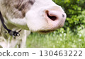 Close up to nose of cute cow pasturing at lawn. Kine chewing fresh grass outdoor. Beautiful friendly animal grazing on meadow at summer day. Concept of livestock husbandry 130463222