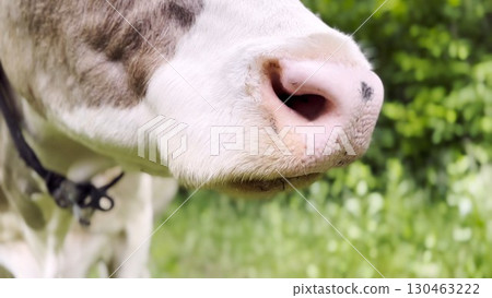 Close up to nose of cute cow pasturing at lawn. Kine chewing fresh grass outdoor. Beautiful friendly animal grazing on meadow at summer day. Concept of livestock husbandry Close up to nose of cute cow pasturing at lawn. Kine chewing fresh grass outdoor. Beautiful friendly animal grazing on meadow at summer day. Concept of livestock husbandry 130463222