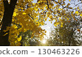 Golden maple leaves on tree branches gently swaying in the wind with sunlight at background. Lush autumn yellow foliage swinging on the breeze at forest. Beautiful colorful fall season. Close up 130463226