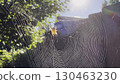 Spiderweb swaying in wind at garden with sunlight at background. Spider builds a cobweb outdoor. Beautiful nature scene on summer day. Concept of wildlife. Slow motion 130463230