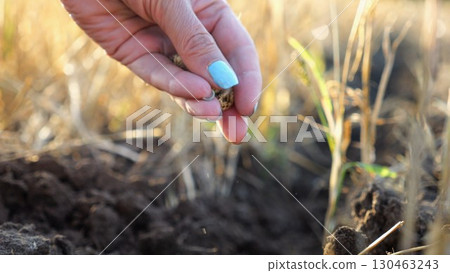 Close up to female hand of agronomist sowing seeds on plantation at sunset. Arm of adult farmer planting yellow grains in dry soil at field. Concept of agriculture and agronomy business. Slow motion 130463243