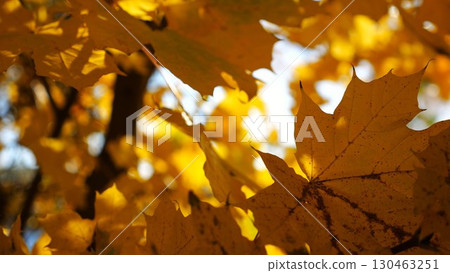 View to tree top of birch with brown leaves at sunny autumn day. Branches with lush foliage gently swaying in wind at parkland. Beautiful colorful fall season. Slow motion 130463251