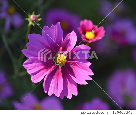 Cosmos: Cosmos: 130463345