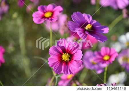 Cosmos: Cosmos: 130463346