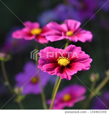 Cosmos: Cosmos: 130463349