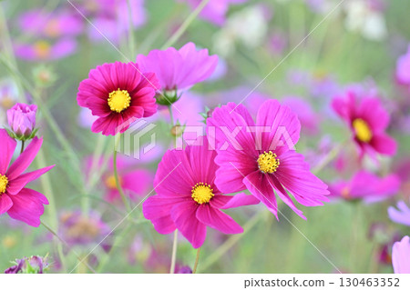 Cosmos: Cosmos: 130463352