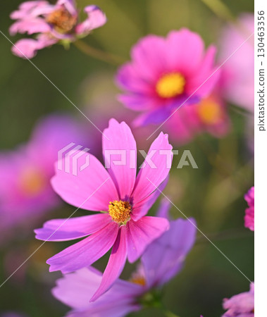 Cosmos: Cosmos: 130463356