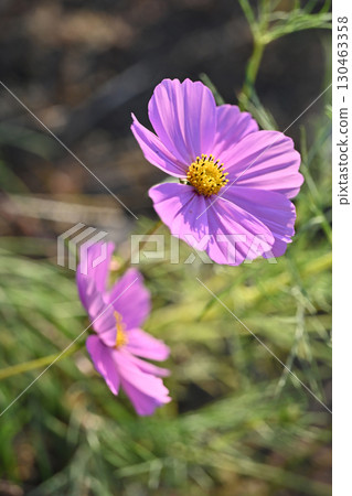 Cosmos: Cosmos: 130463358