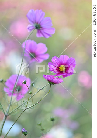 Cosmos: Cosmos: 130463359