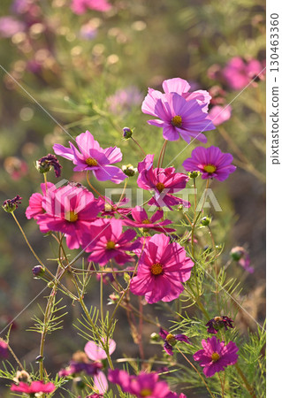Cosmos: Cosmos: 130463360