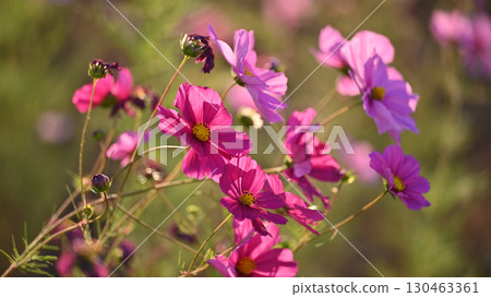 Cosmos: Cosmos: 130463361