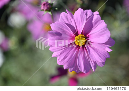 Cosmos: Cosmos: 130463378