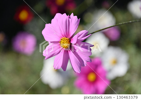 Cosmos: Cosmos: 130463379