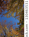 楓香樹的秋葉和湛藍的天空 130463531