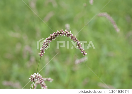 Persicaria longise Persicaria longise 130463674