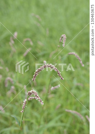 Persicaria longise Persicaria longise 130463675