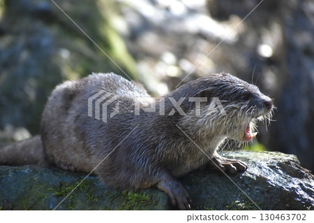 Nagasaki Biopark Otter 130463702