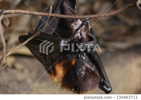Nagasaki Biopark Bats 130463711