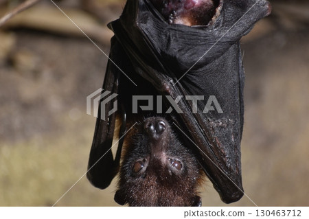 Nagasaki Biopark Bats 130463712
