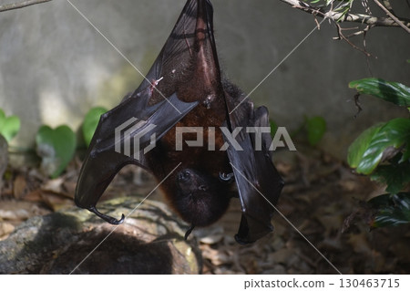 長崎生物公園蝙蝠 長崎生物公園蝙蝠 130463715