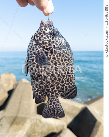 從堤岸捕獲的新鮮石垣鯛魚（Ishigakidai） 130463898