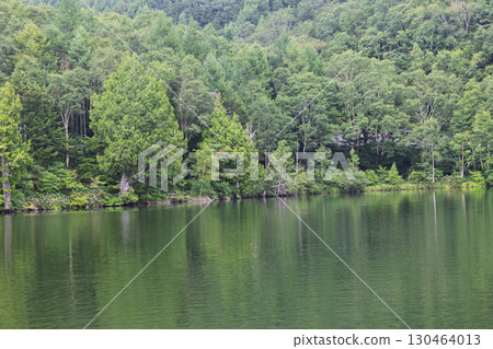 志賀高原Kido池塘在夏天 130464013