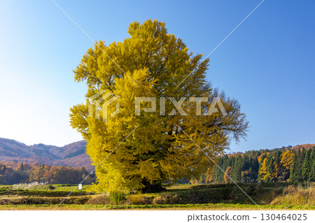 會津若松市湊町的赤井大銀杏樹 130464025