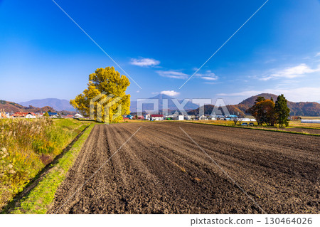 會津若松市湊町的赤井大銀杏樹 130464026