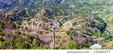 Mountain cherry blossoms and fresh greenery from Taiko Rock, Yakushima National Park (Spring) 130464477