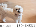 A very well behaved Maltese 130464531