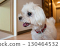A very well behaved Maltese 130464532